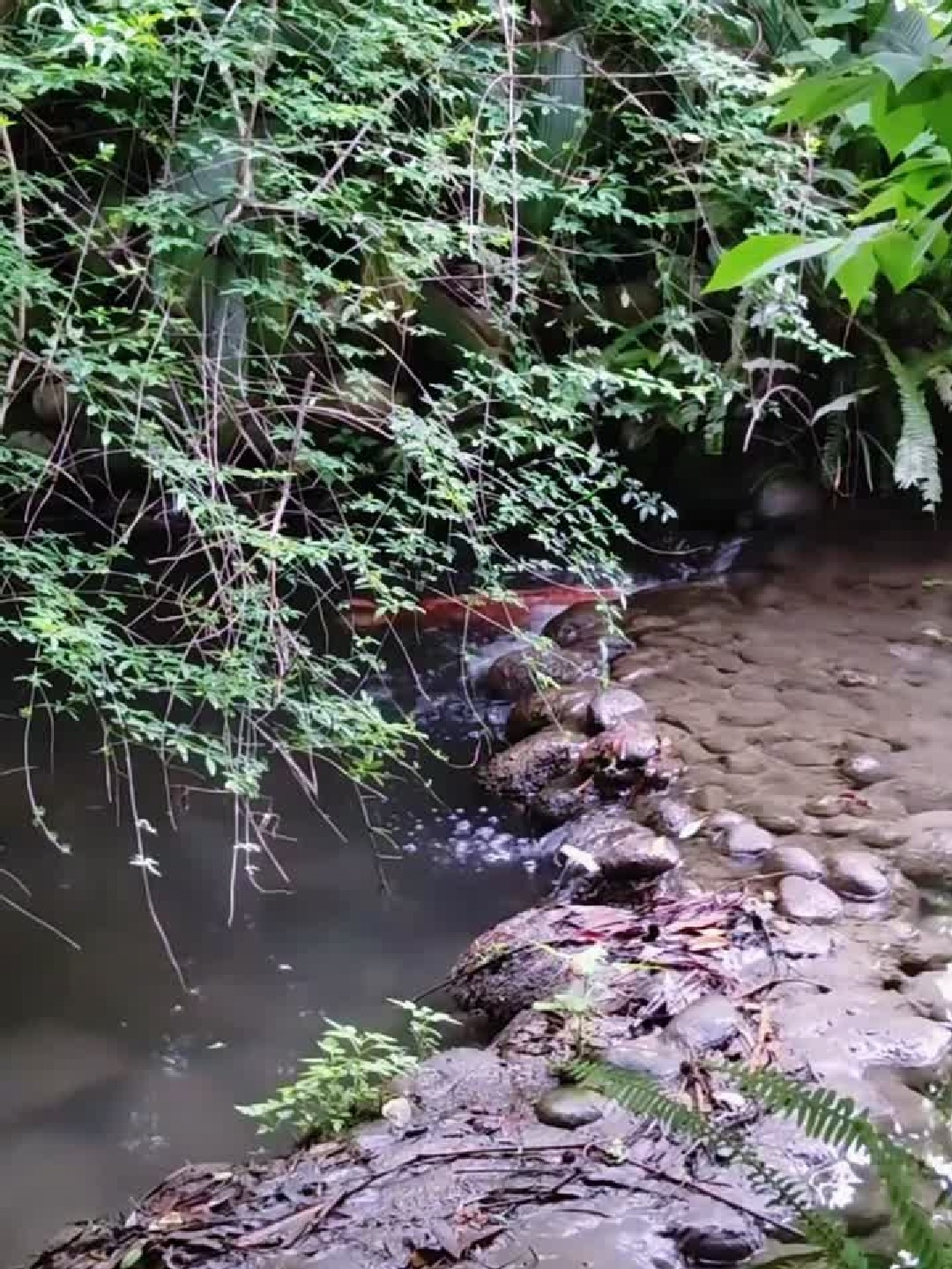 鲤鱼跃龙门