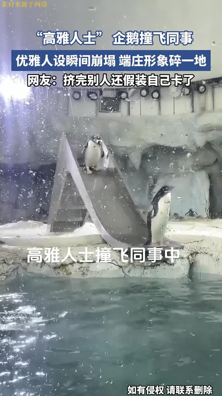 “高雅人士” 企鹅撞飞同事,优雅人设瞬间崩塌,端庄形象碎一地