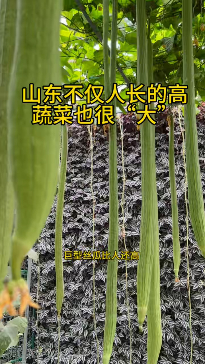 山东不仅人高马大 蔬菜也“大”