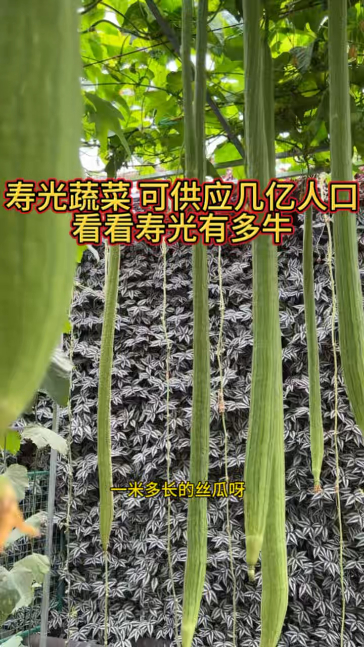 寿光蔬菜可供应几亿人口 看看寿光蔬菜到底有多牛