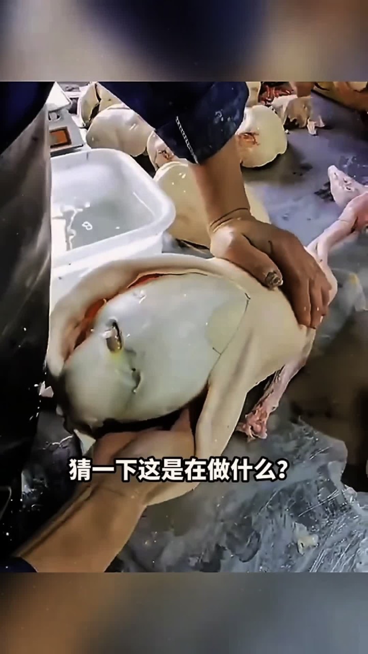 昂贵的鹅肝原来是这么取的