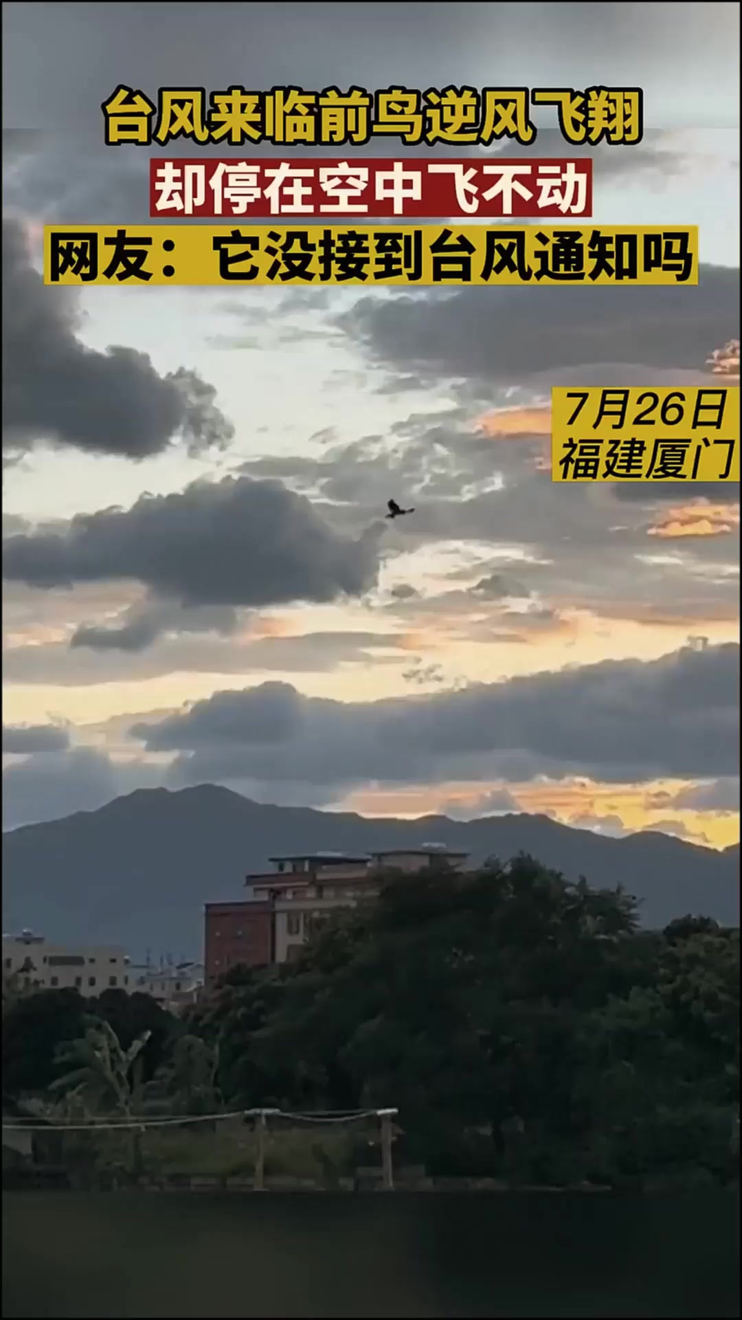 福建厦门,小鸟在天空中逆风飞翔,却停在空中飞不动