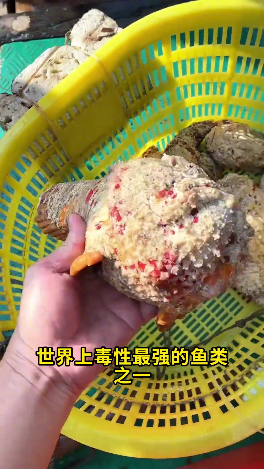 哪些海鱼有毒,哪些海鱼能吃,你了解多少,快转发给你家人