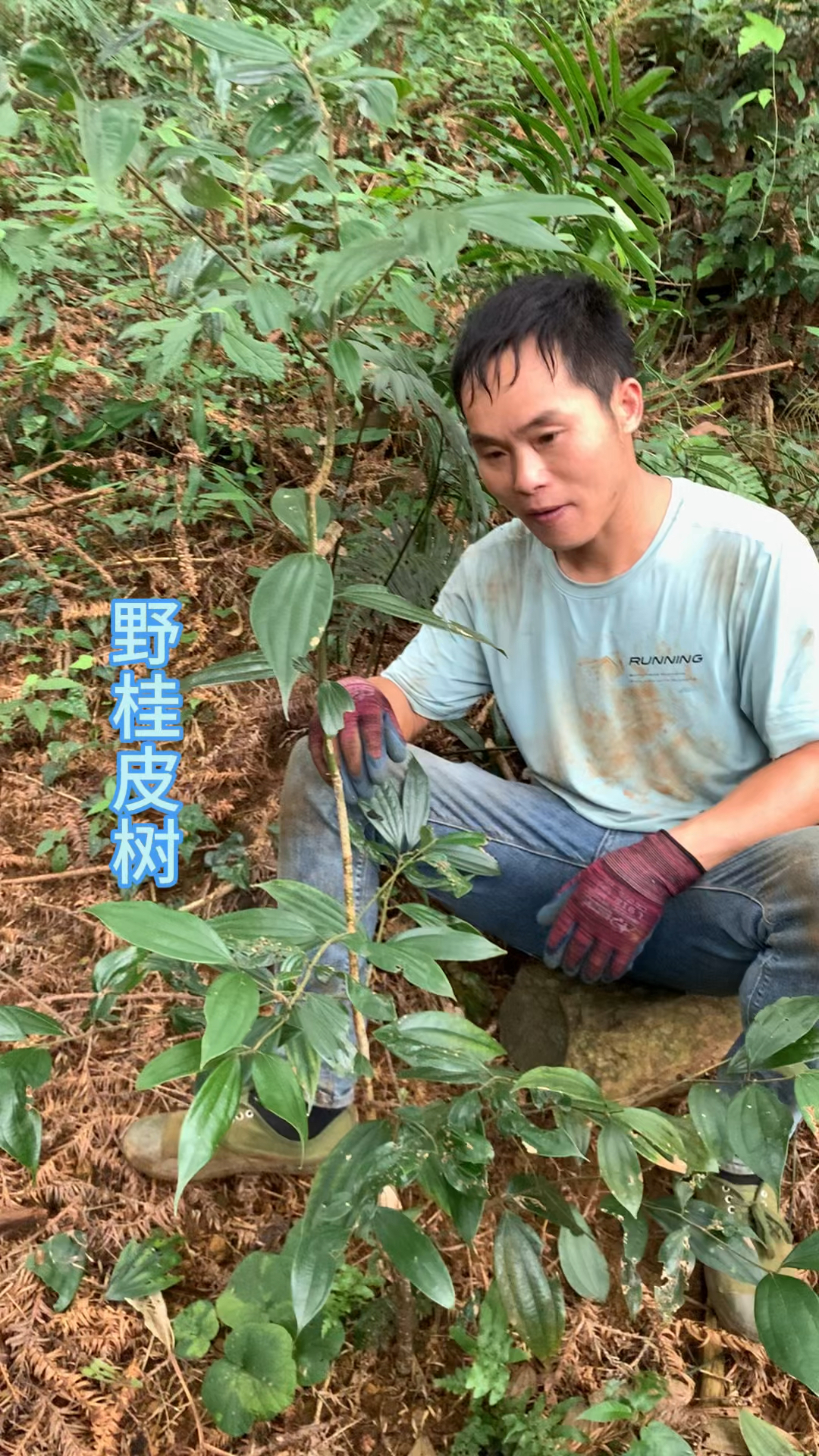 野生肉桂苗，上山偶遇分享一下