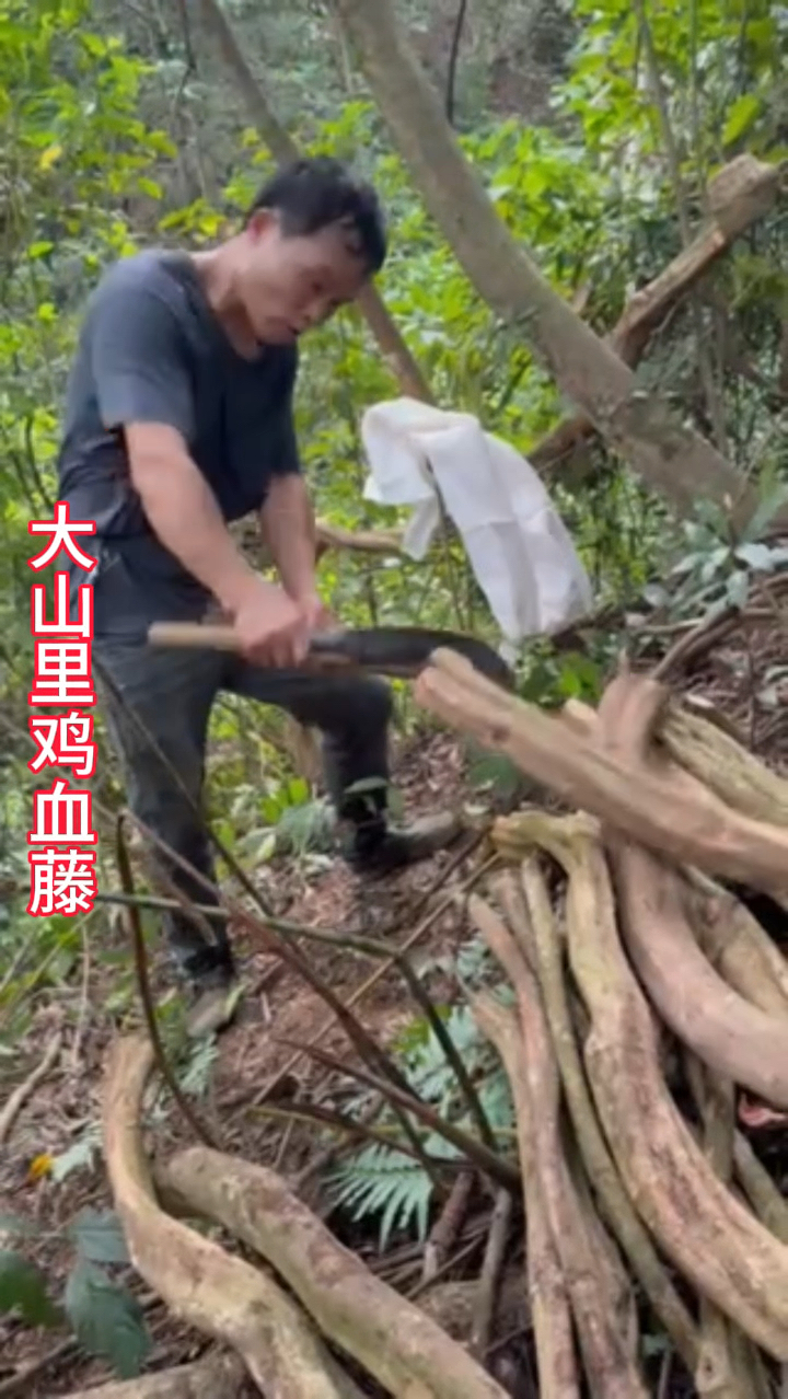 野生鸡血藤,它的叶子是长这样的,大山里的原生态