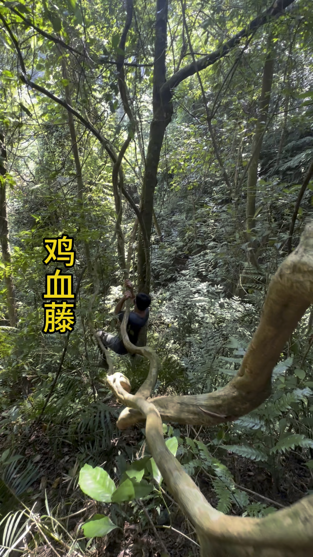 野生鸡血藤非常难找啦!现在很多商农都在种植