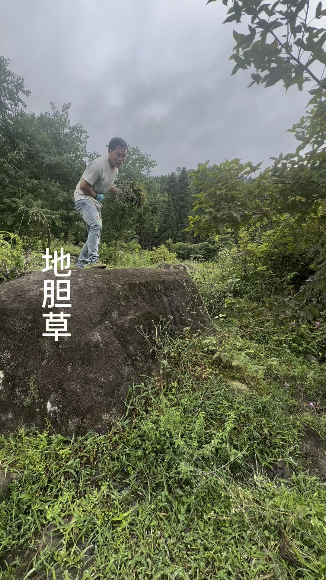 别名草鞋板,农村的朋友用它煲鸡汤