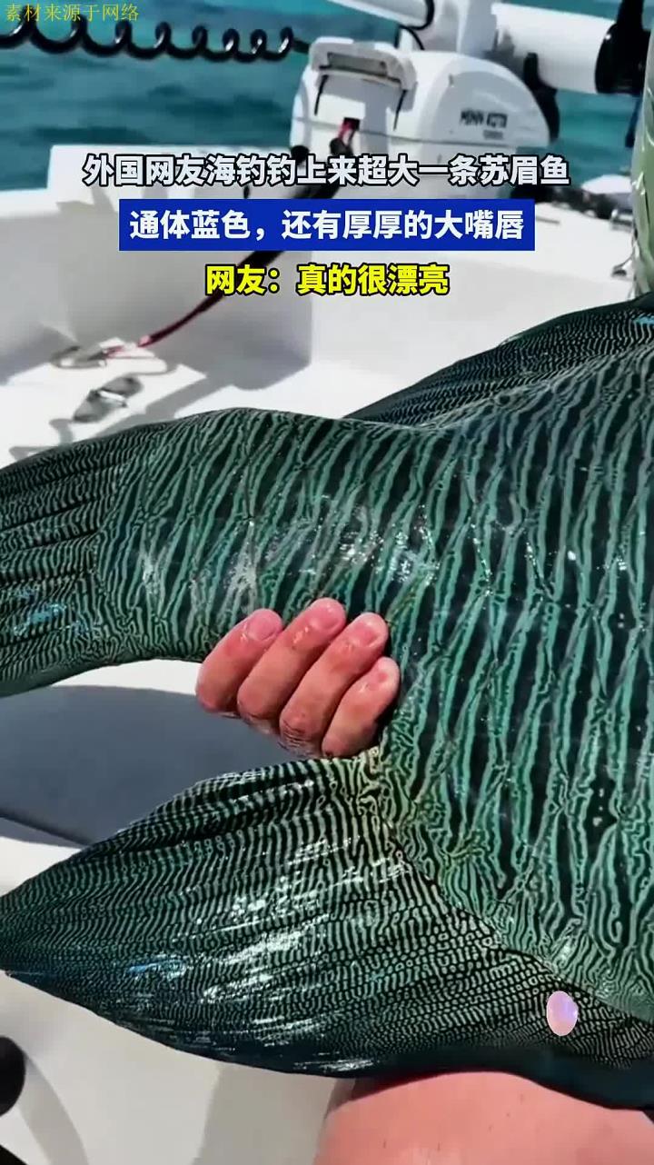外国网友海钓钓上来超大一条苏眉鱼,通体蓝色,还有厚厚的大嘴唇