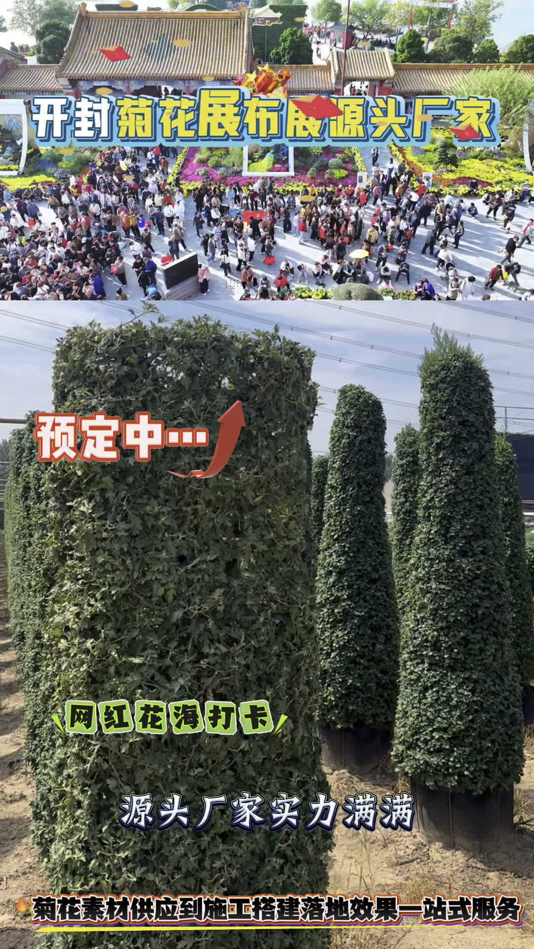 #开封菊花布展源头厂家#开封菊花产业生产链#开封菊花大型供应商#景观大型菊展