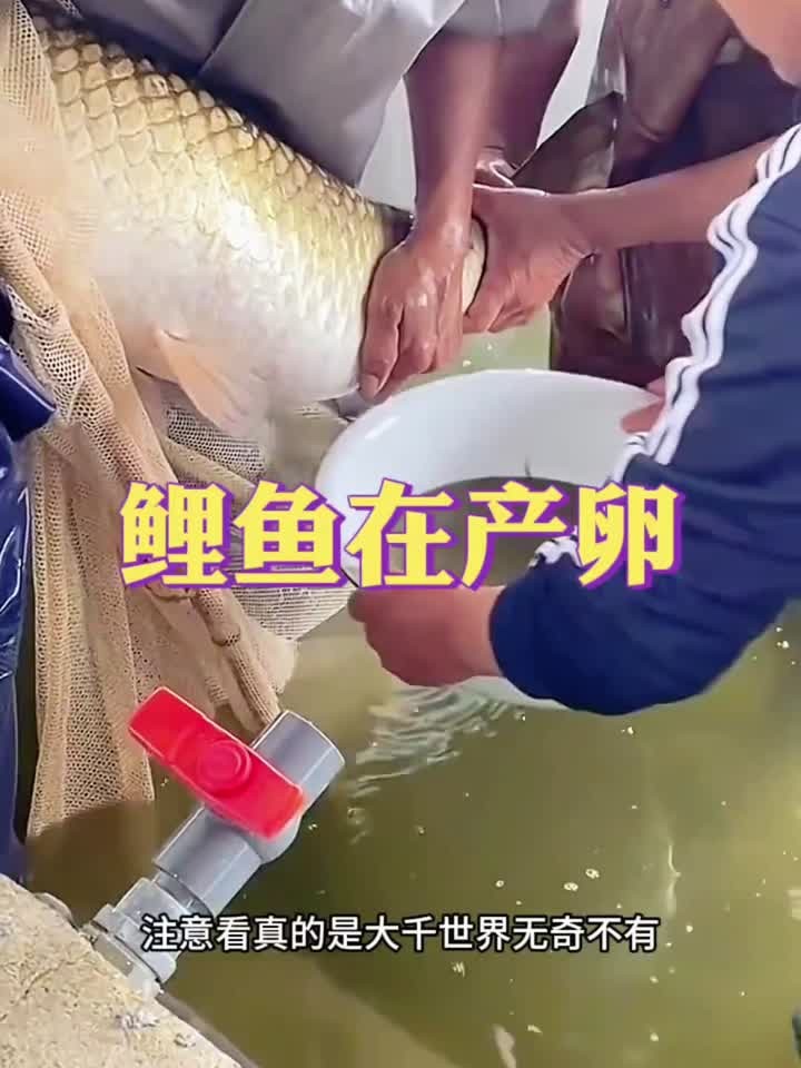 鲤鱼在产卵,产了满满一盆