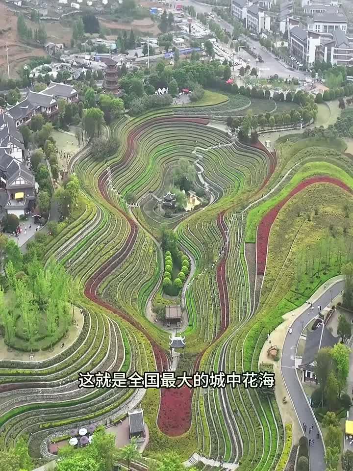 全国最大的城中花海，由恒大集团出资在贵州帮扶脱贫从高空俯瞰