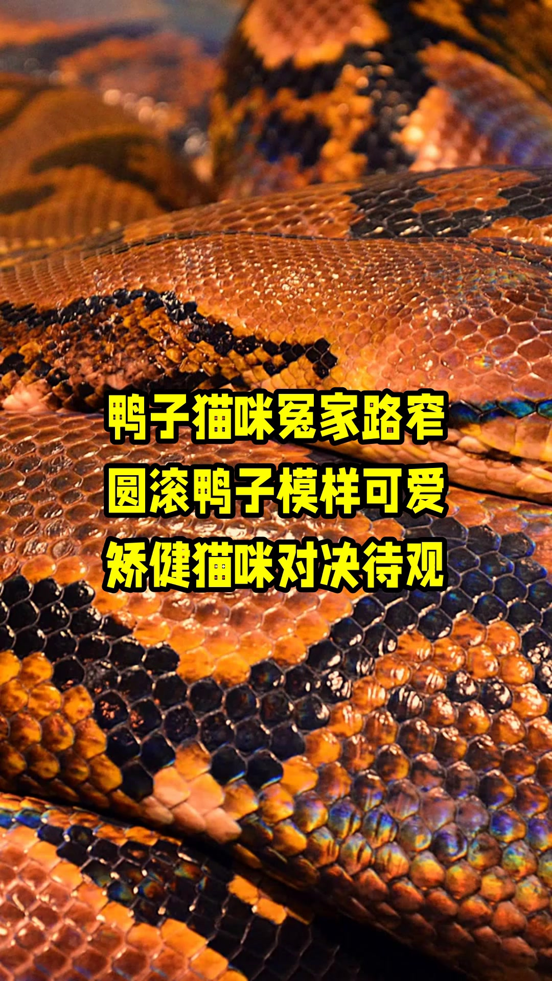 鸭子猫咪冤家路窄,圆滚鸭子模样可爱,矫健猫咪对决待观