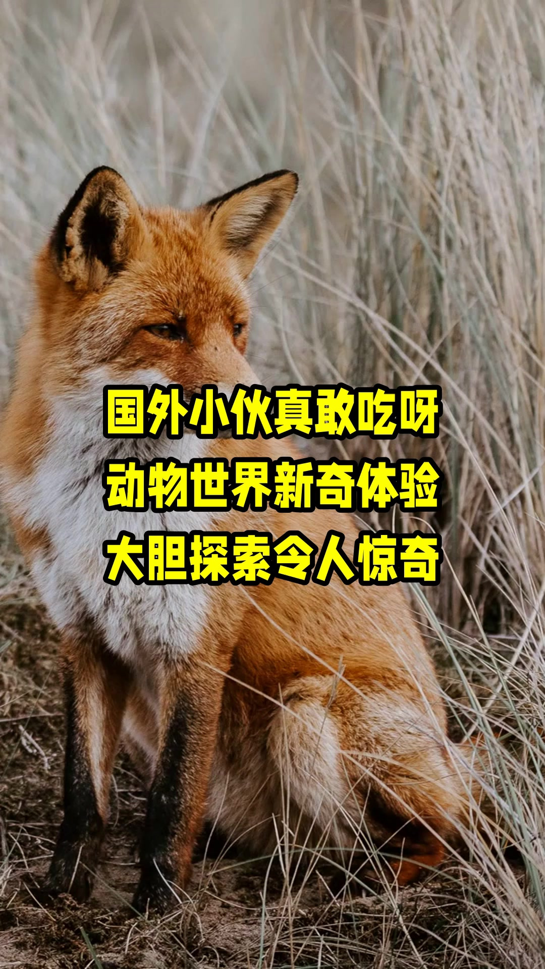 国外小伙真敢吃呀,动物世界新奇体验,大胆探索令人惊奇