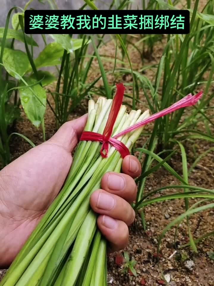 婆婆教我的韭菜捆绑结