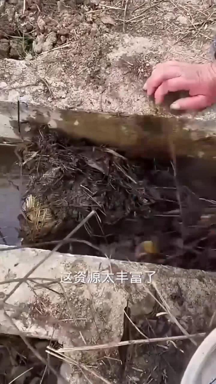 野生的泥鳅鱼