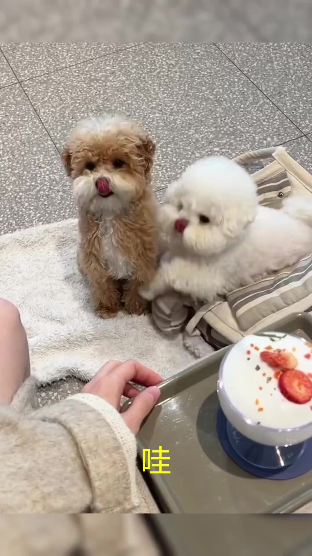 太萌了吧,小狗狗了可以吃奶油蛋糕吗?这么可爱就给你尝尝吧!