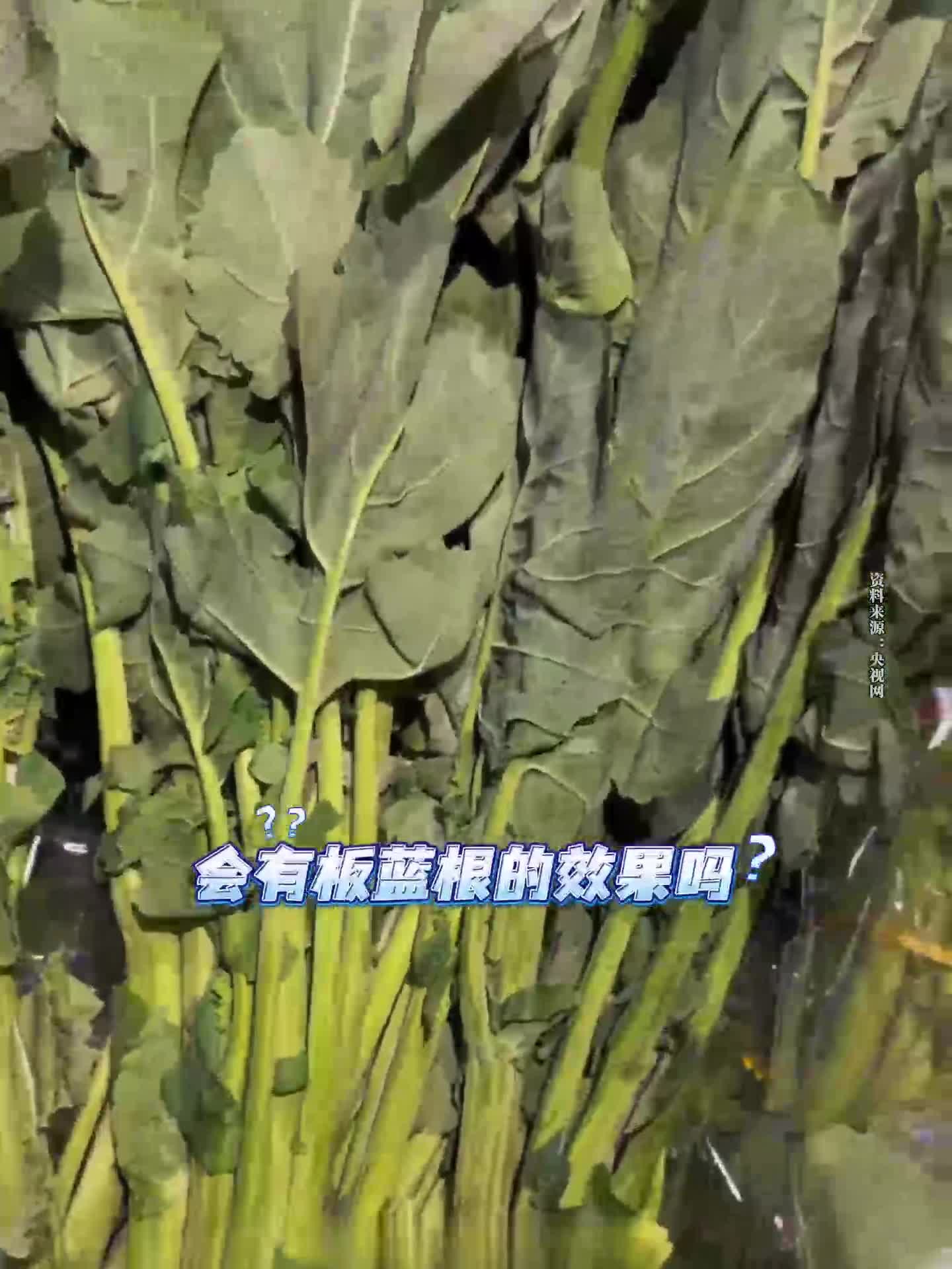 板蓝根青菜也能火?快来试试这个板蓝根青菜吧!