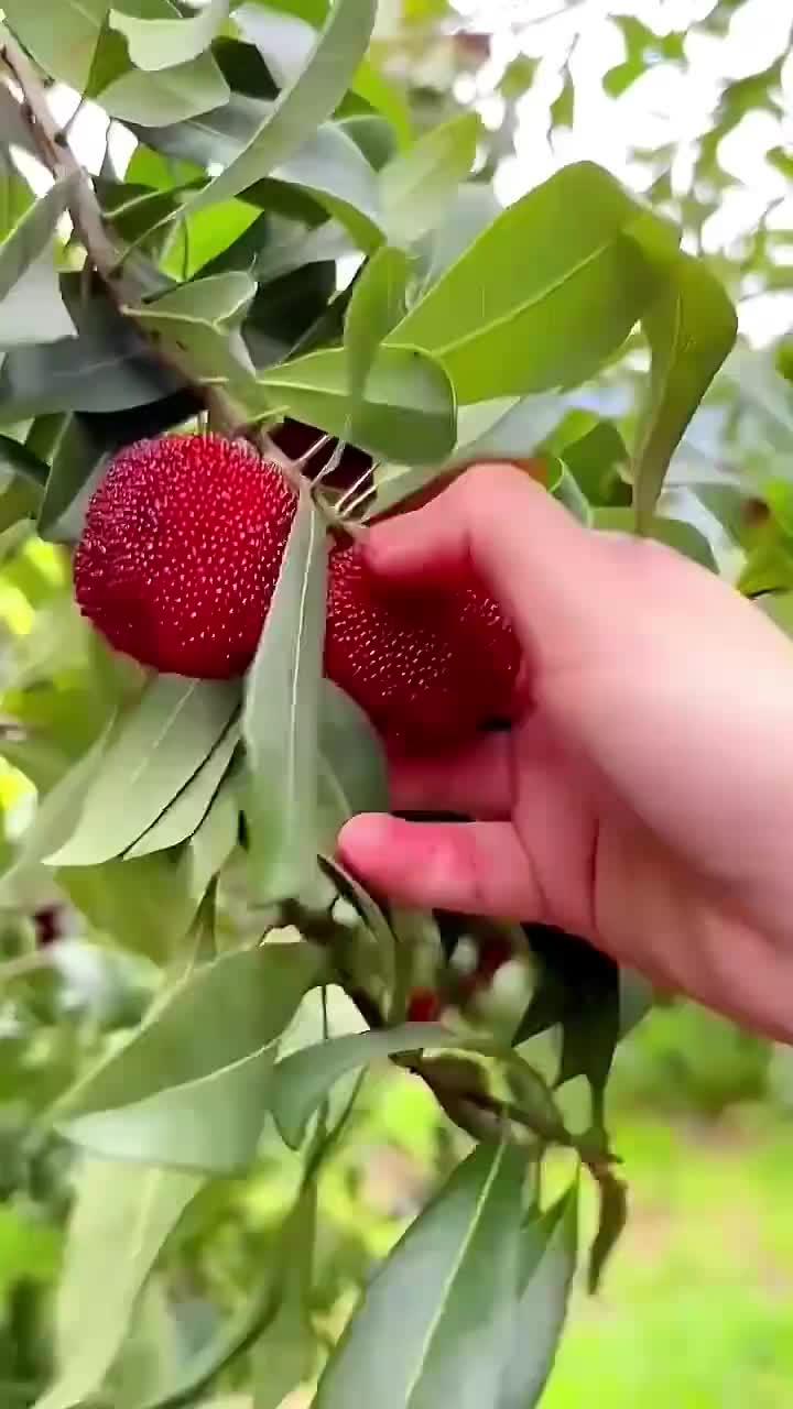 一口爆汁的大杨梅,不可错过的美味