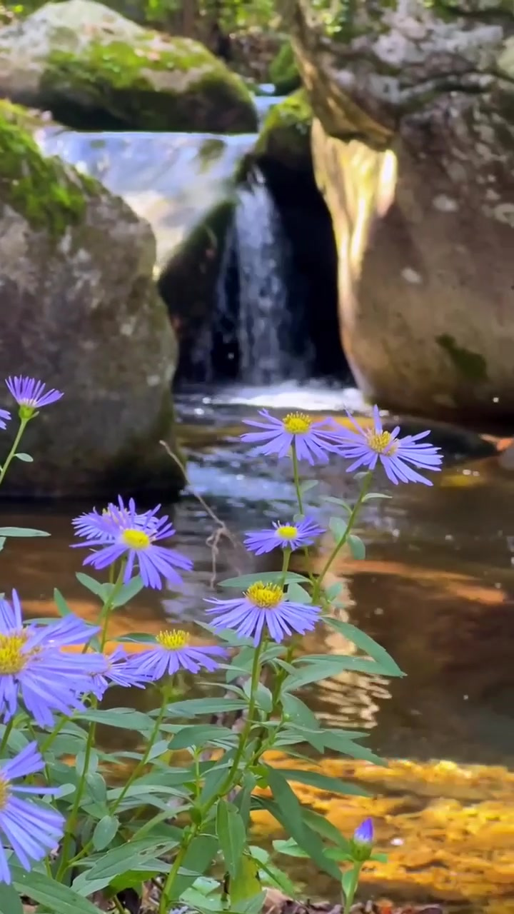 夏日旅行,我们这叫驴夹板,你们那叫什么花?旅游推荐