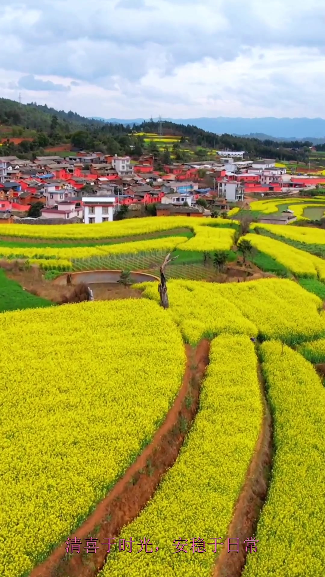 夏日旅行,这里是云南最早盛开的油菜花花海,住在这个村的人也太