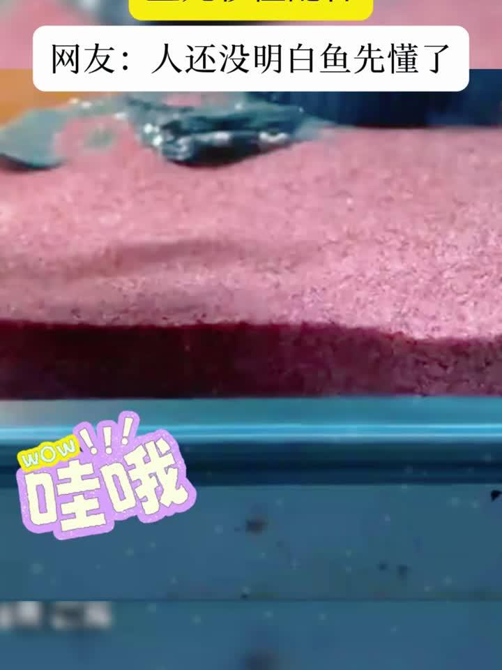 男子将刷子扔进鱼缸,敲了几下缸鱼居然明白要干什么