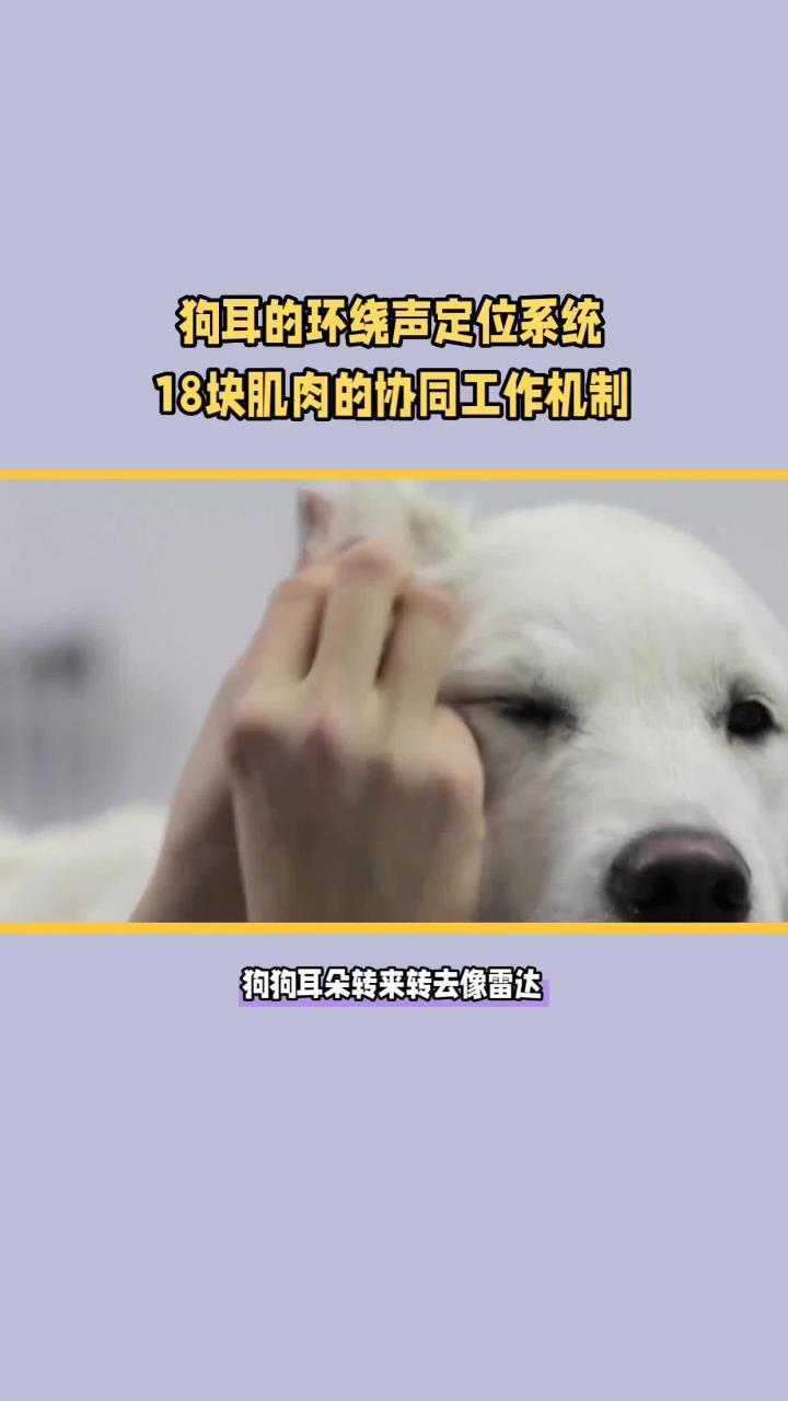 狗狗耳朵会跳舞，全靠18块肌肉！
