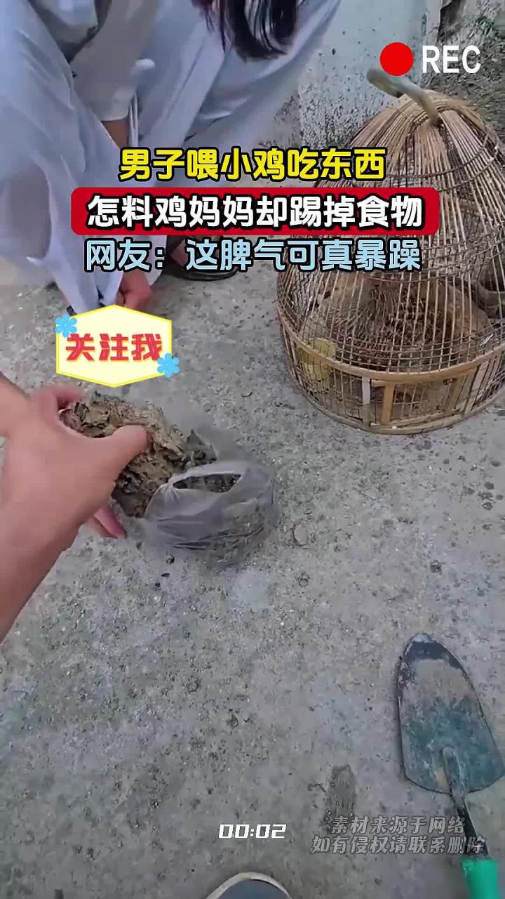 男子喂小鸡吃东西,怎料鸡妈妈却踢掉食物,网友:这脾气可真暴躁