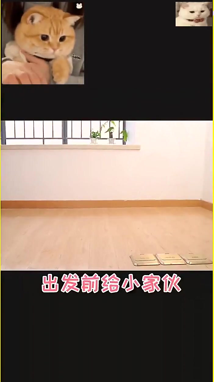 终于在高速口接到小柴犬，从此，家有两狗，狗子不再孤单。我不在