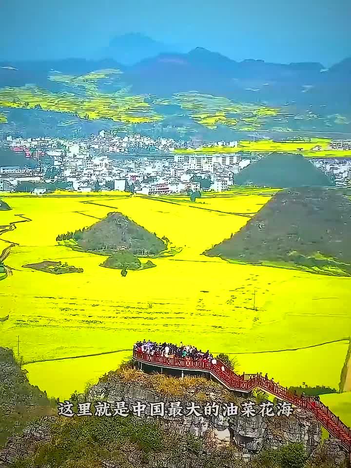 中国最大的油菜花海罗平
