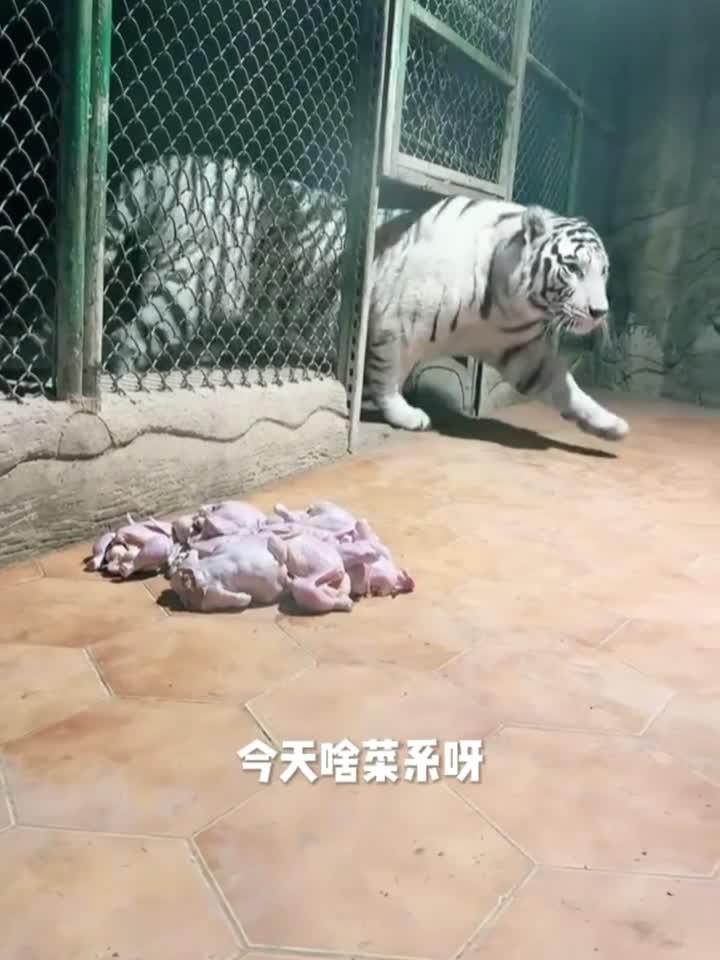 老虎 天天吃冻肉,还都是吃激素长大的鸡,食之无味弃之可惜