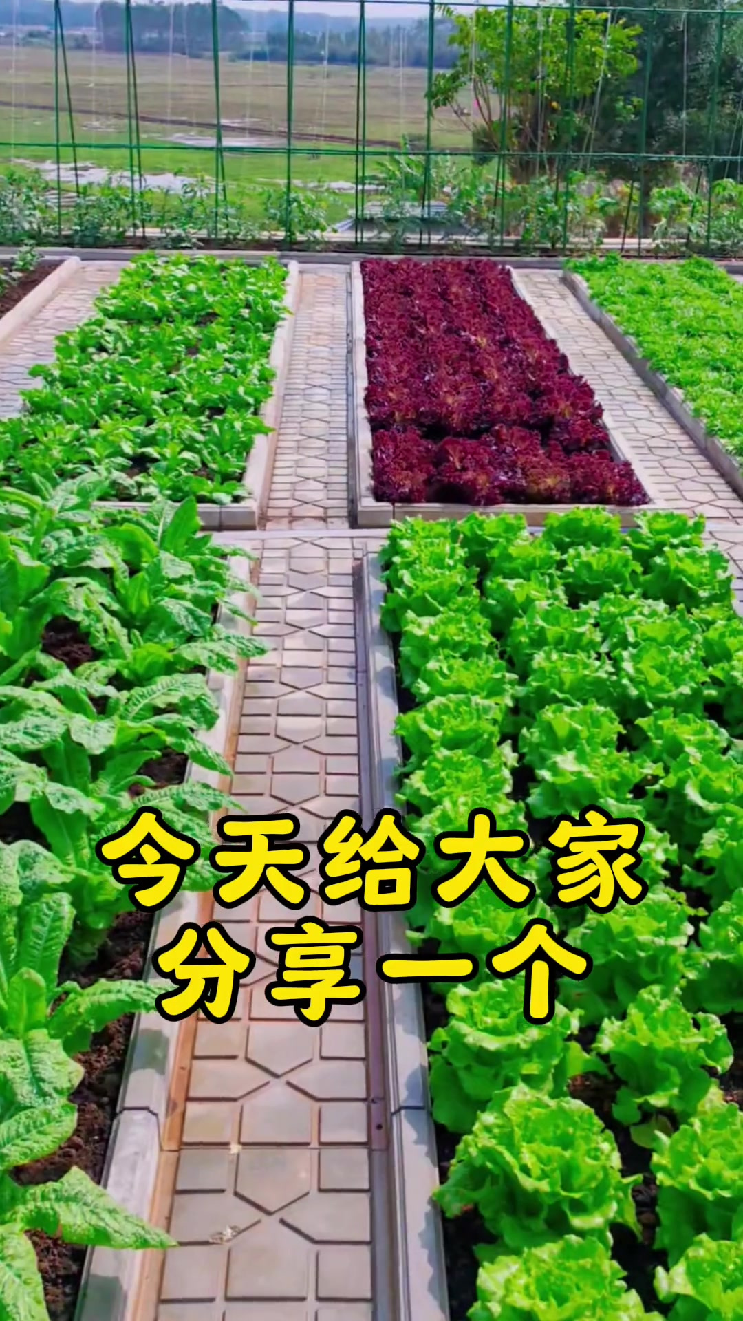 立秋后,蔬菜轮茬顺口溜