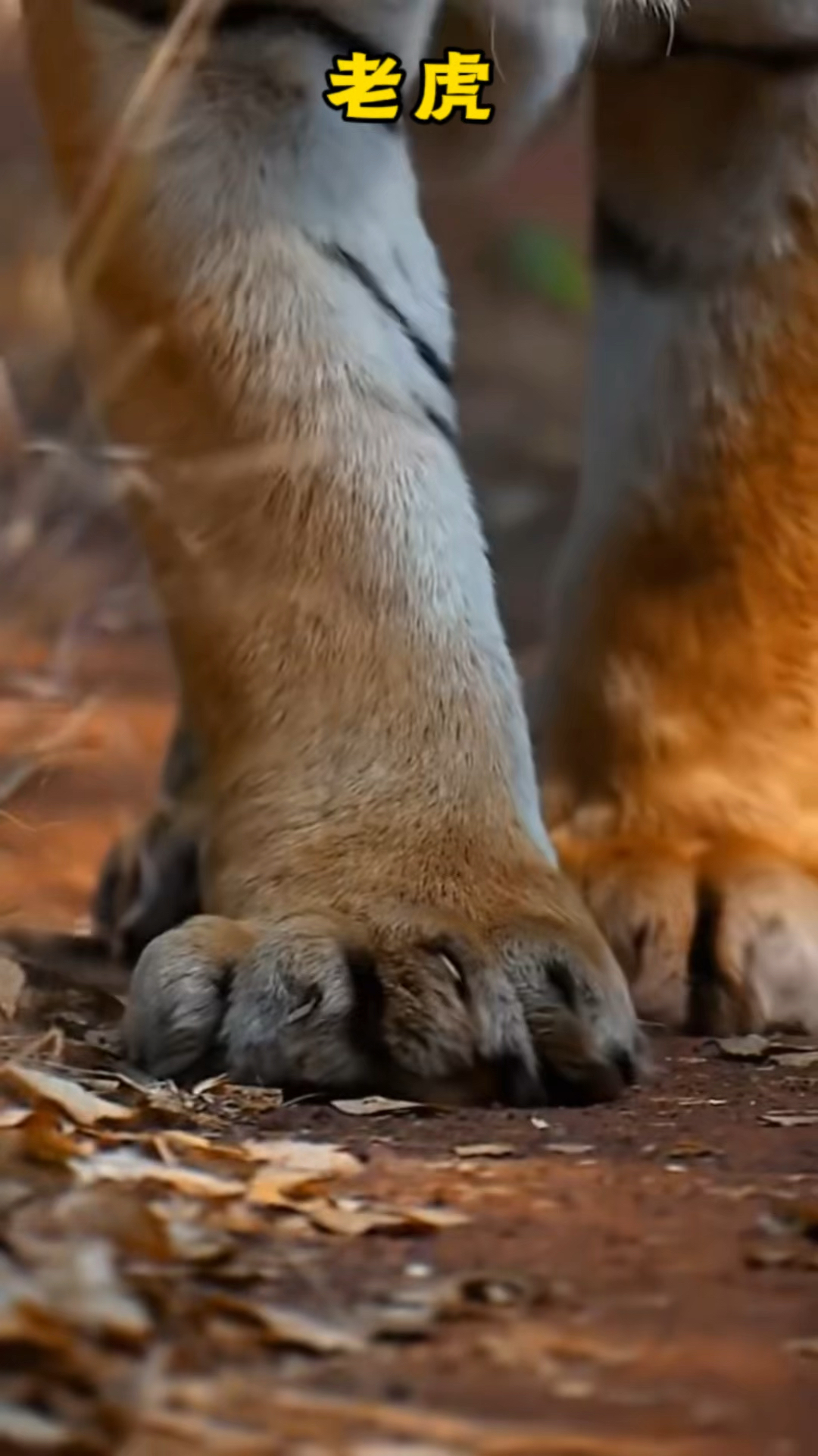 森林之王老虎强大的气场,实力非常强悍令人可怕