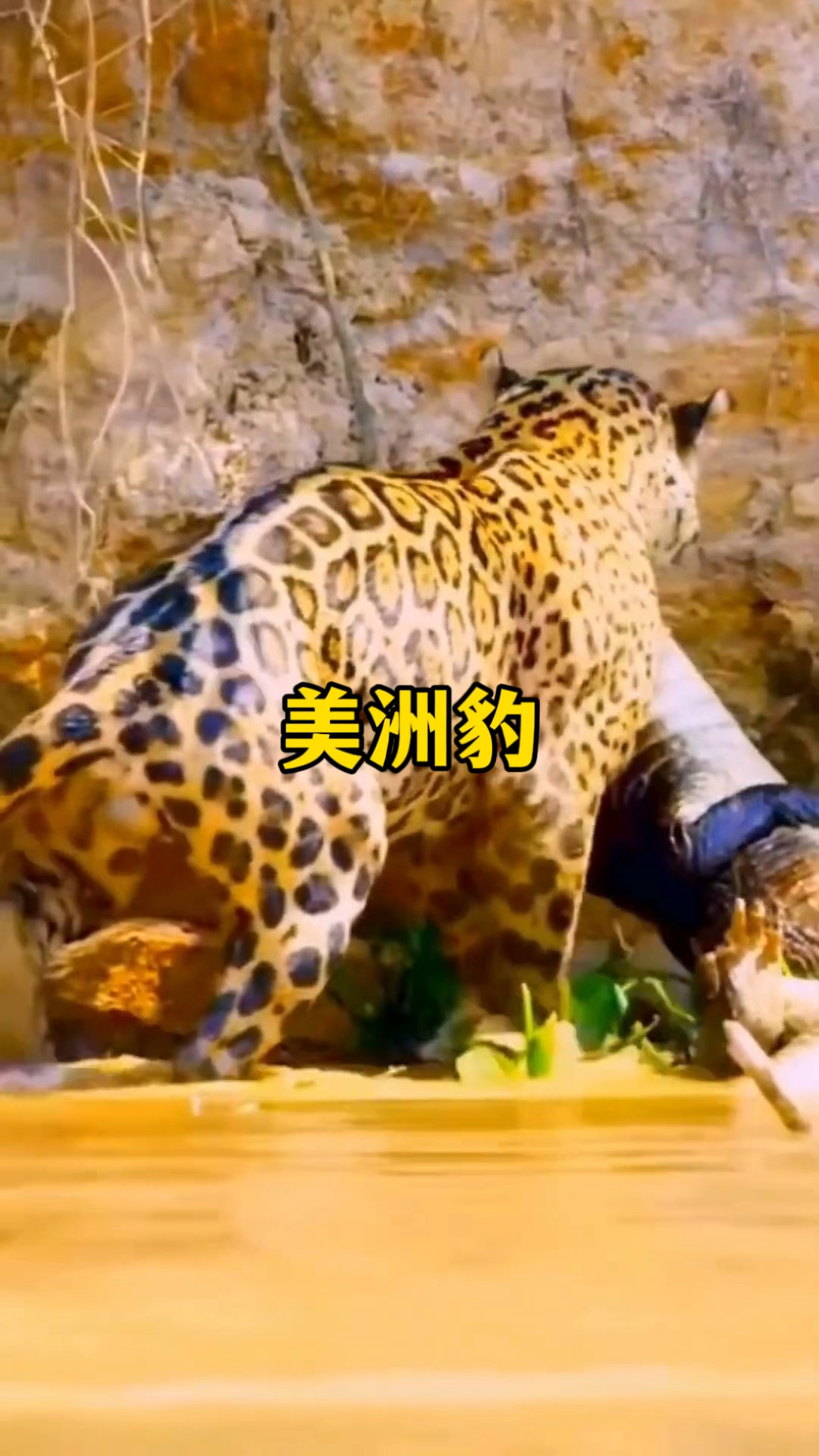 美洲虎锁拿鳄鱼的手段非常强悍,水陆通杀是顶级掠食者