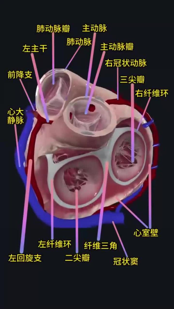 心脏的解剖结构!