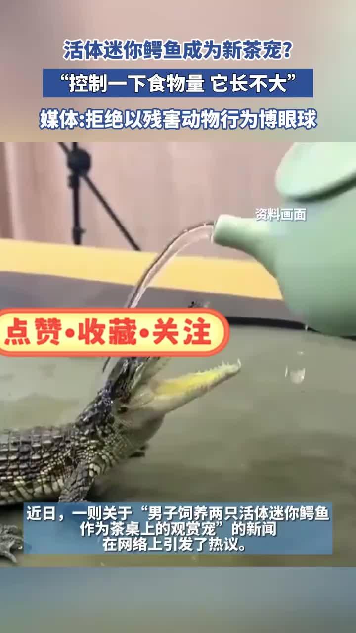 活体迷你鳄鱼成为新茶宠？“控制一下食物量，它长不大”