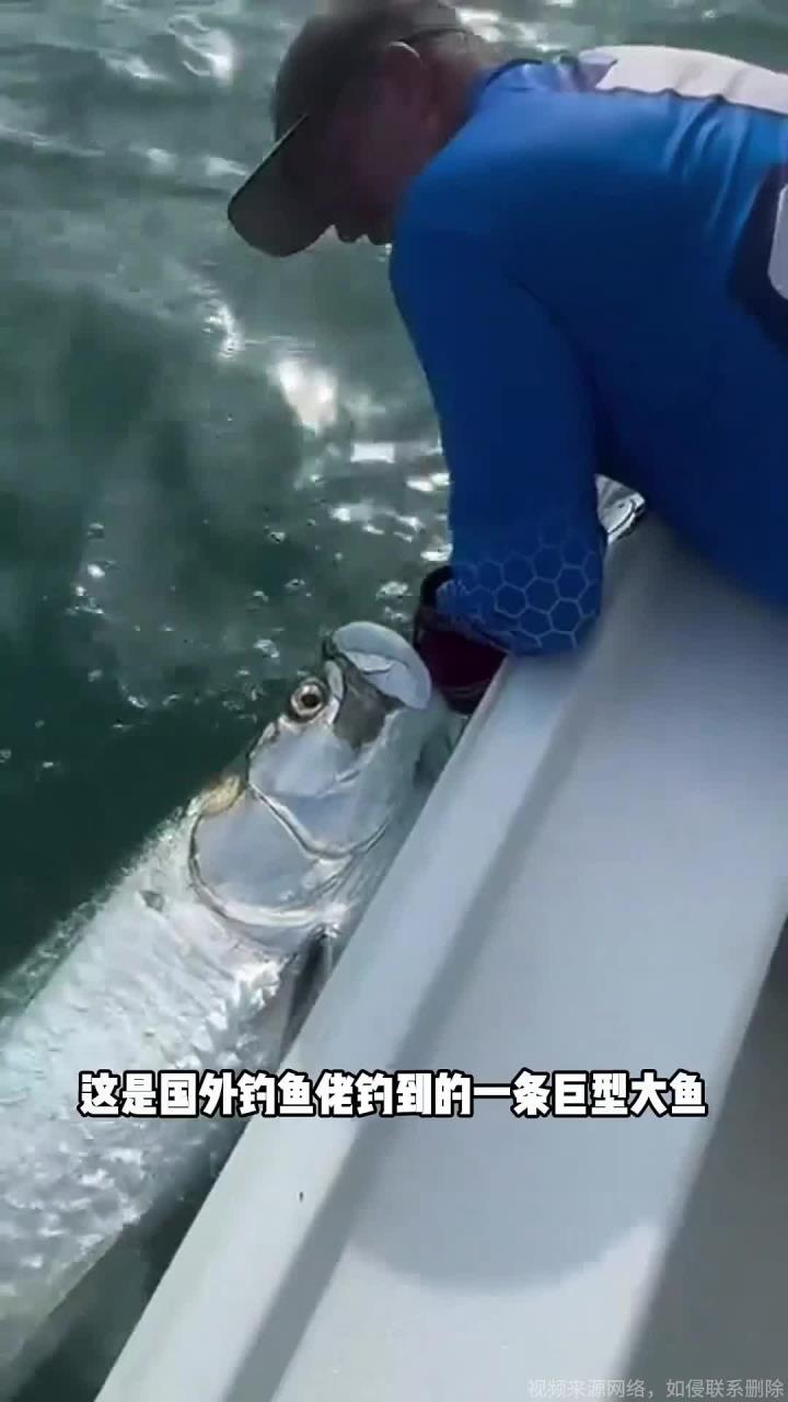 钓鱼佬钓到的这条鱼至少也有200斤重