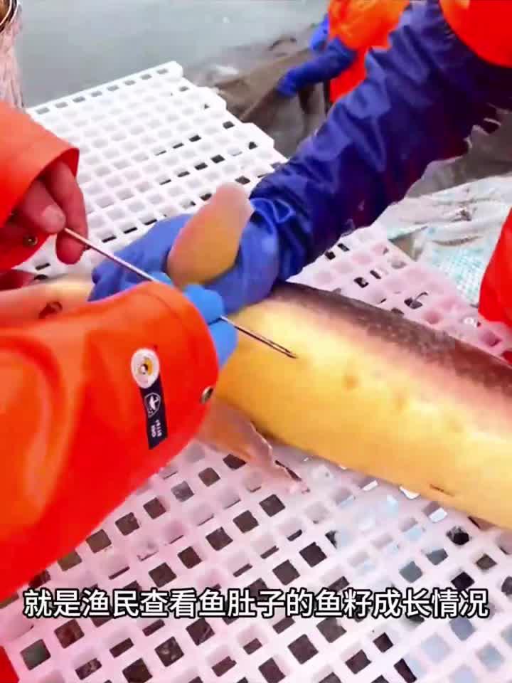 查看鱼籽的成熟,长见识了