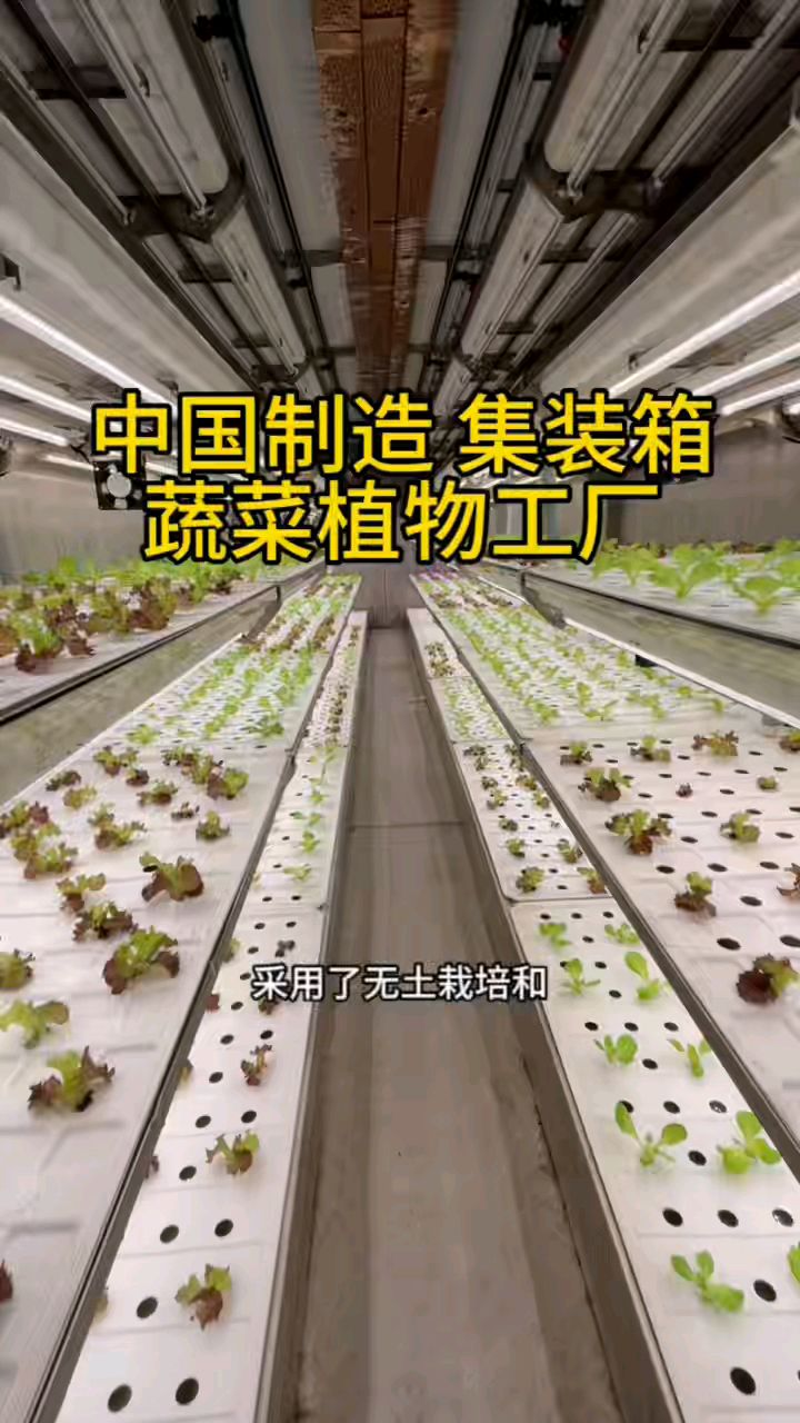 中国制造集装箱 蔬菜植物工厂