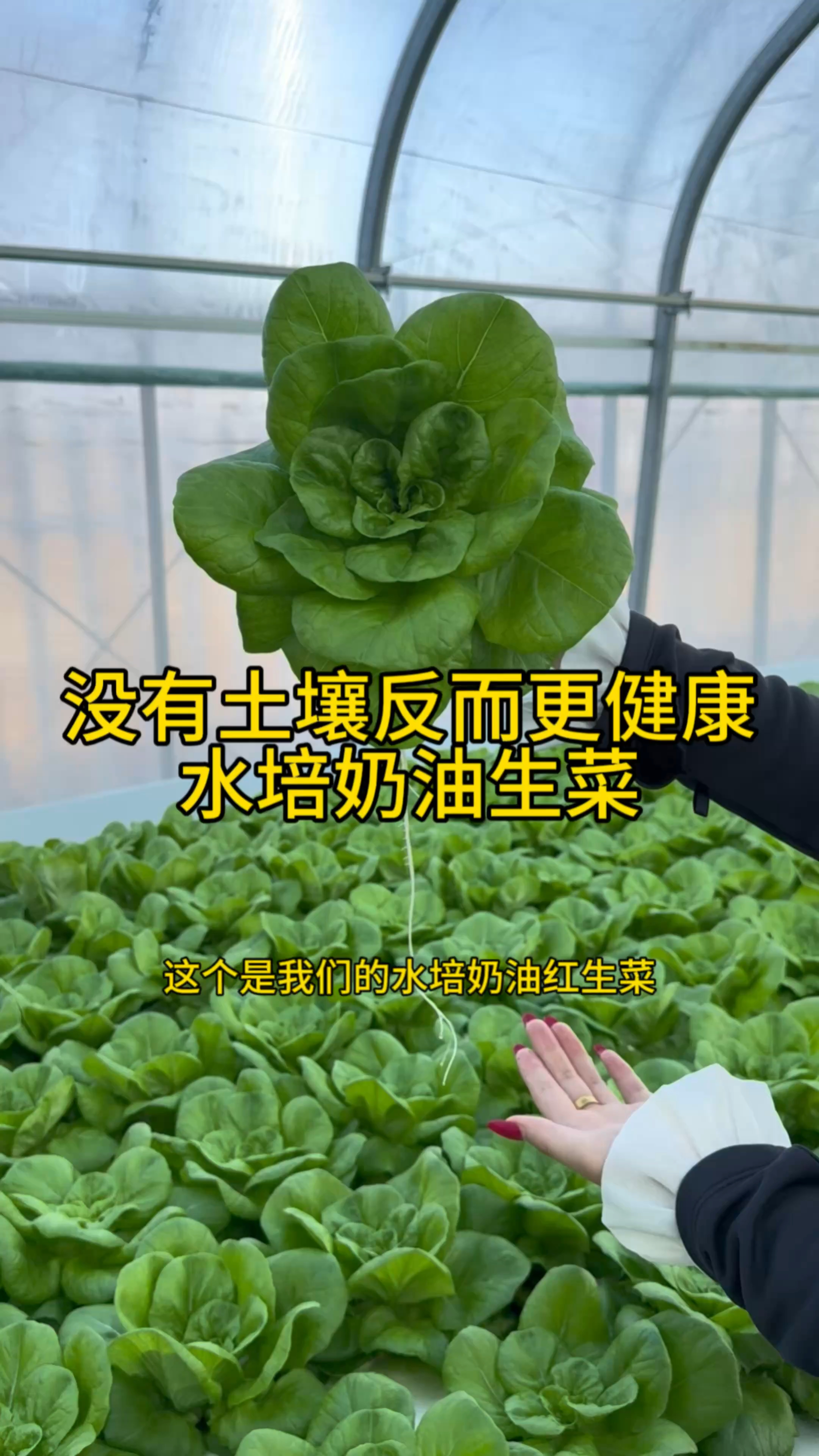 水培奶油生菜比传统种植更健康 没有土传病害 化学农药的残留