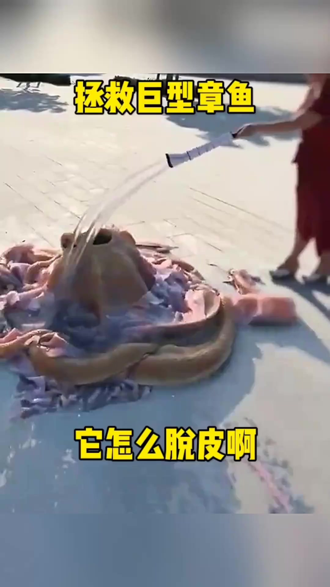 拯救巨型章鱼