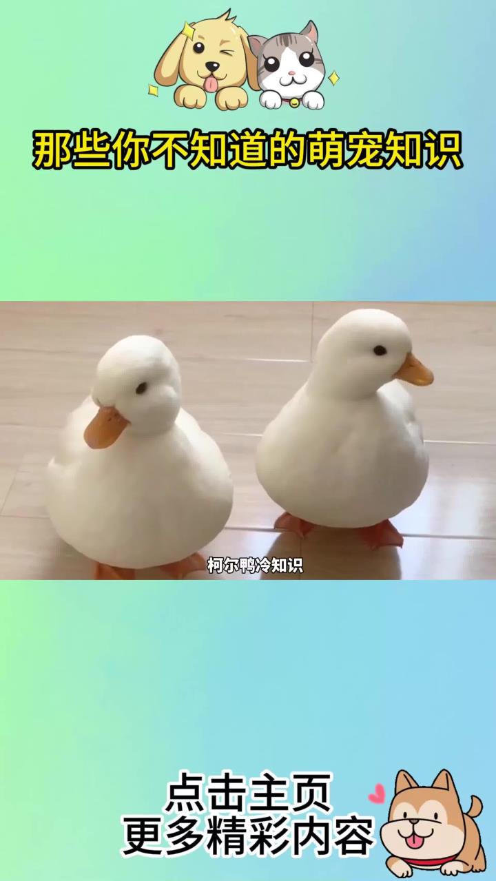 《这是零零后最爱的萌宠》你喜欢柯尔鸭吗？