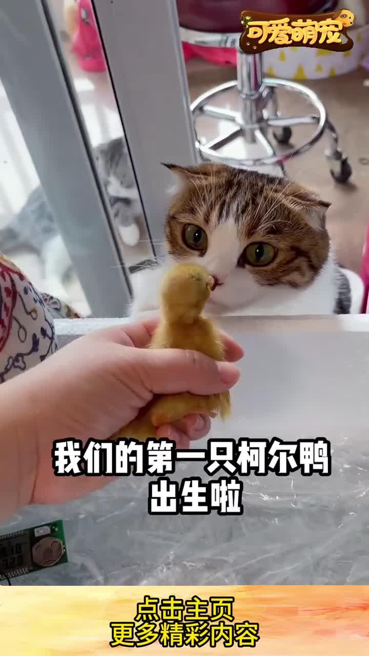 我们的第一只柯尔鸭出生啦