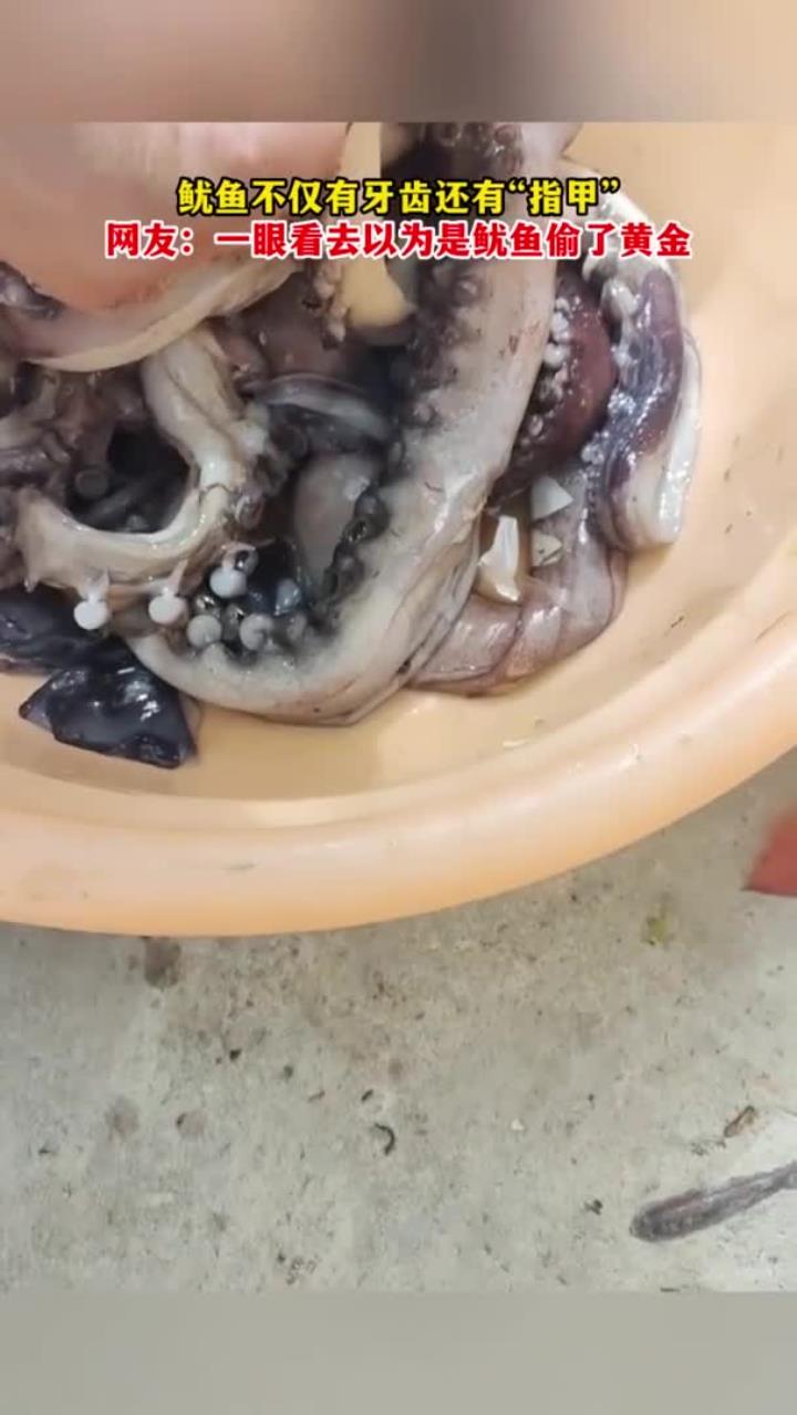 鱿鱼有牙齿和 “指甲”,网友:像偷了黄金