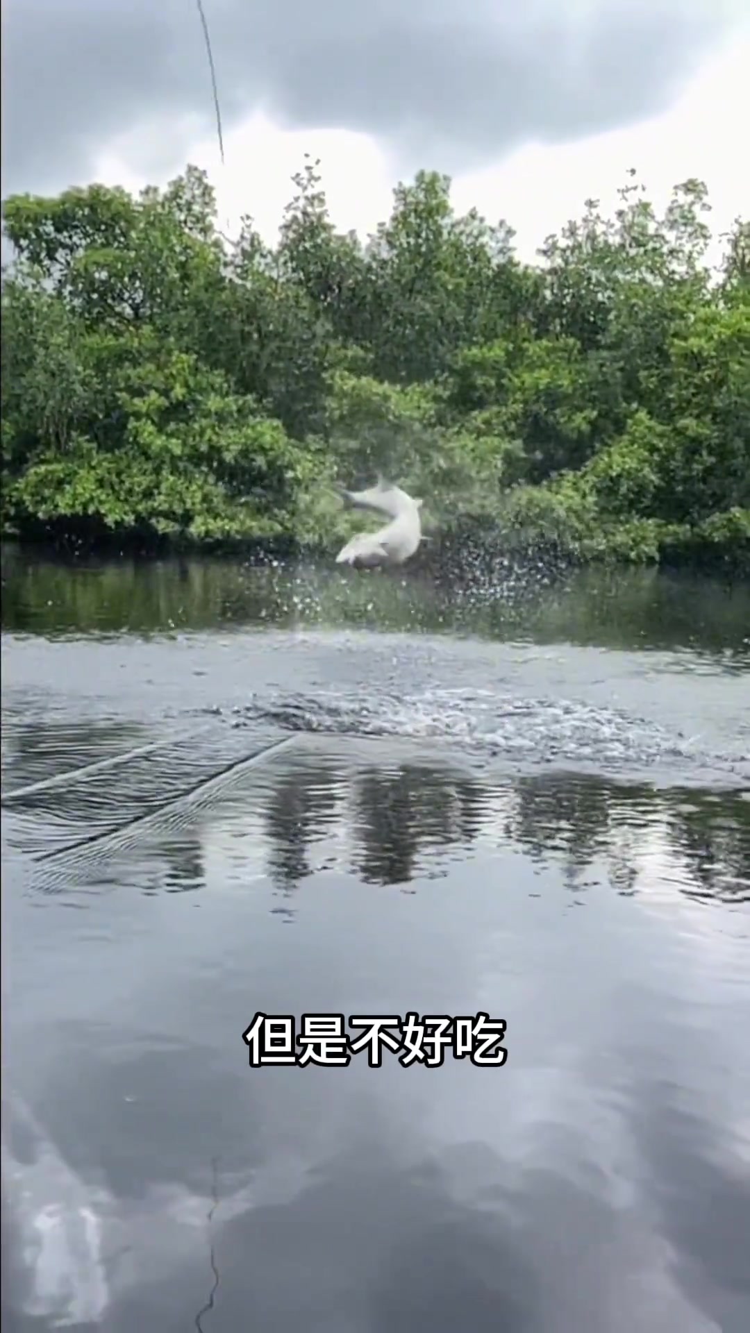 分享科普海边30种海鱼,你都吃过几种?看看你都吃过几种?