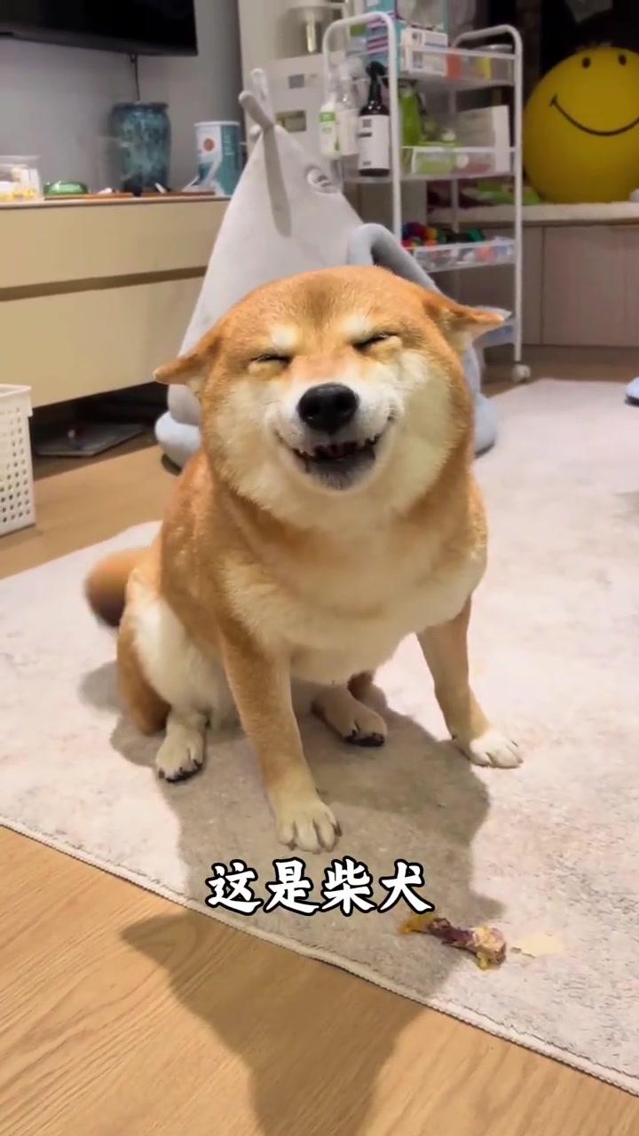 科普分享一些狗的种类，你看你认识几种！