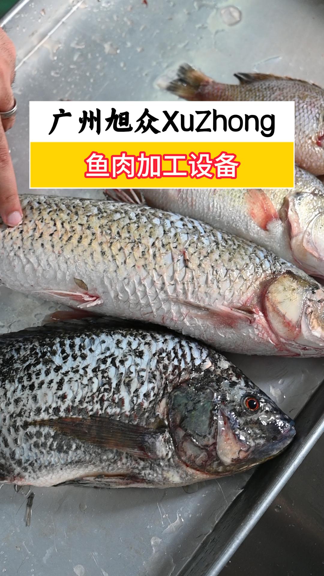 鱼肉加工设备,自动去鱼鳞机搭配杀鱼机,高效加工不伤手