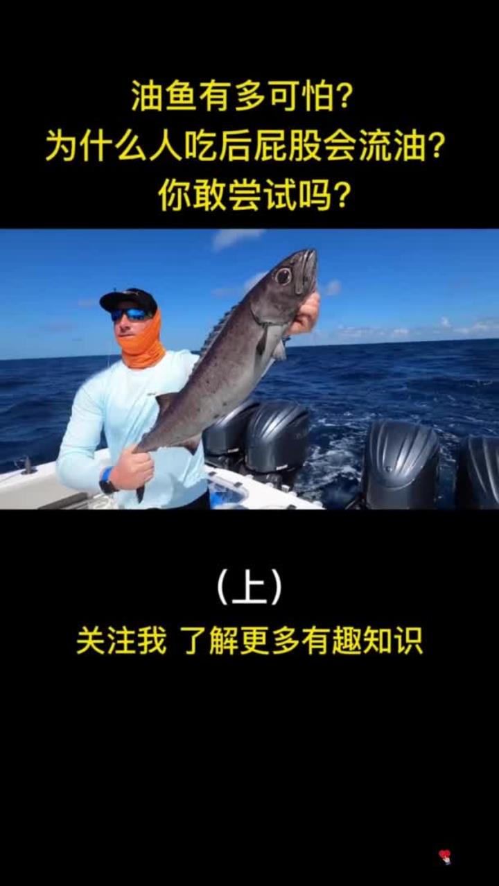 肉质鲜美的油鱼,为什么人吃后会屁股流油?你敢尝试吗?