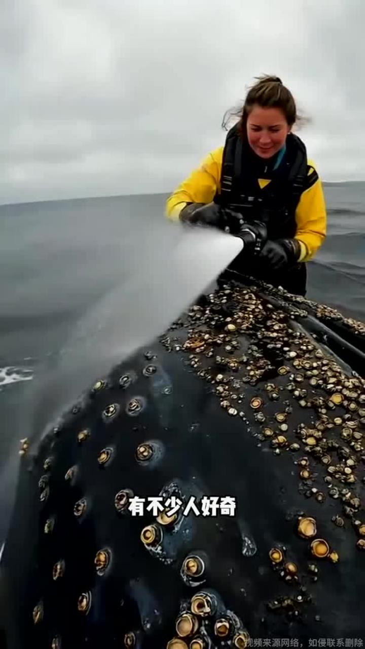 用高压水枪清理鲸鱼身上的藤壶