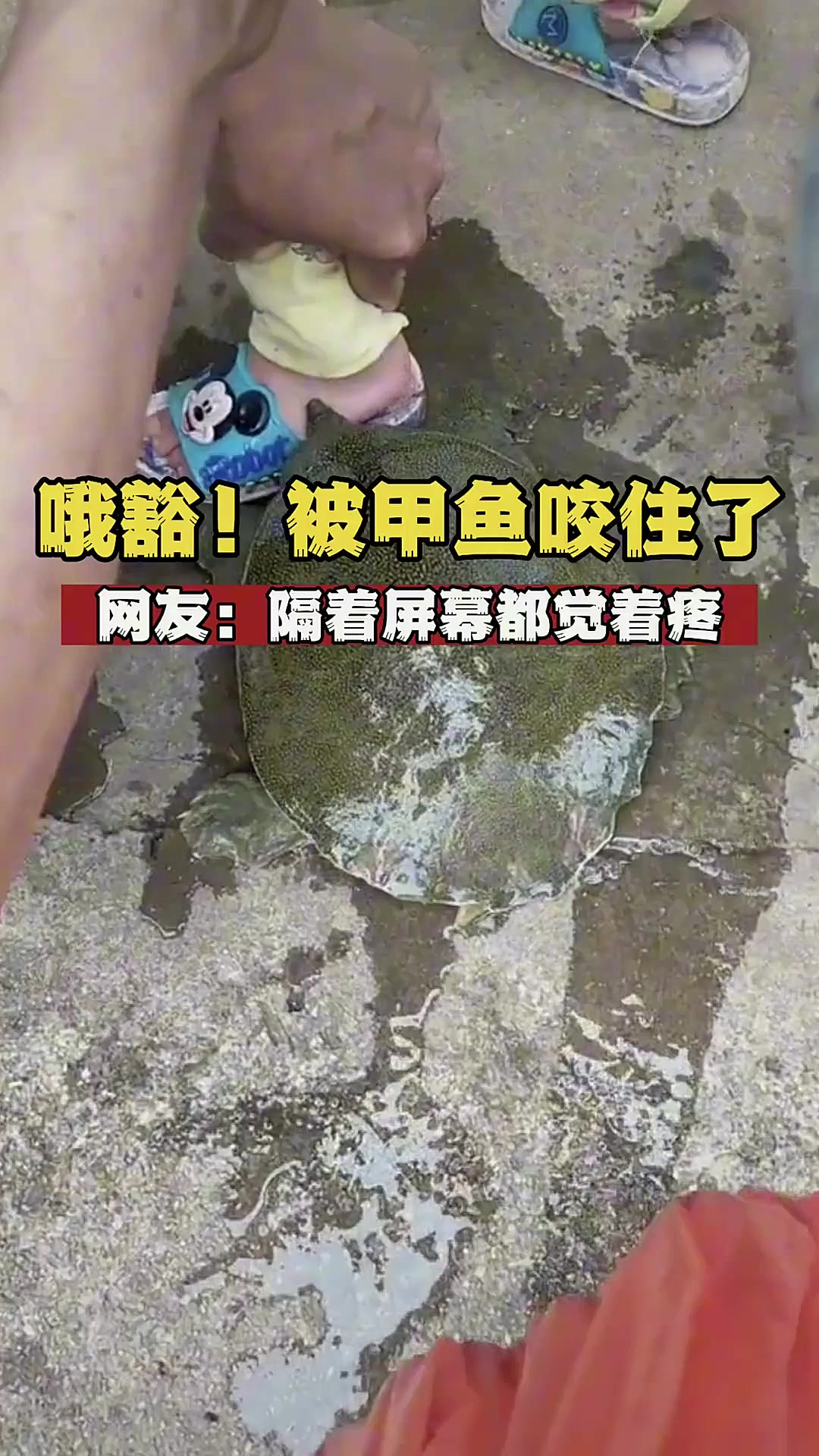 哦豁!被甲鱼咬住了怎么办?网友:隔着屏幕都觉得痛