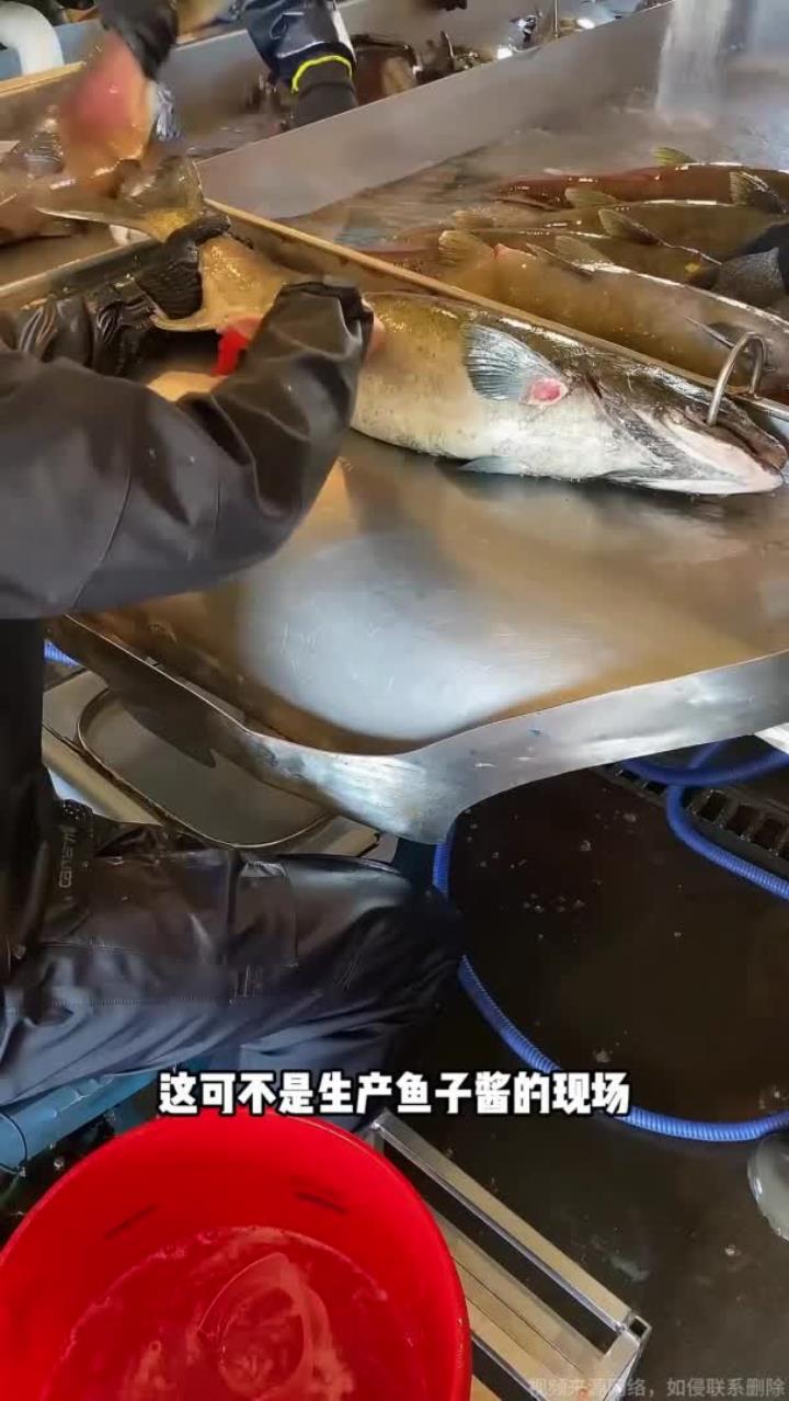 人工培育鲑鱼的全过程